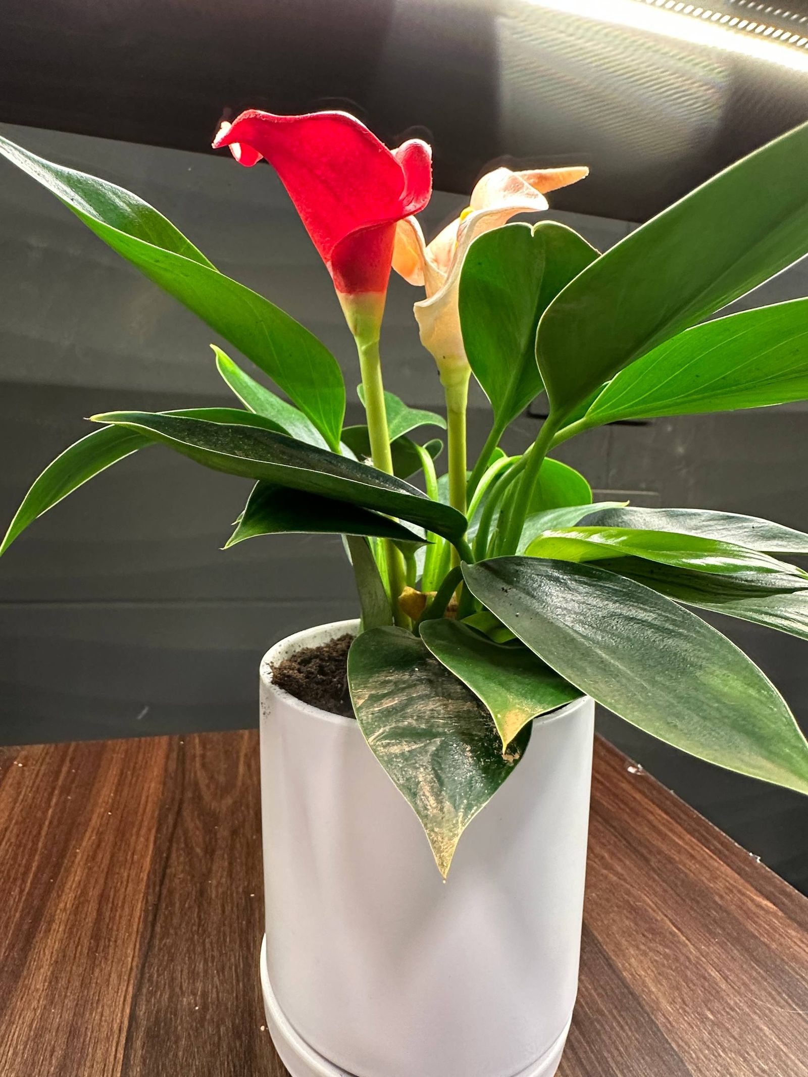 Flowering calla lily styled for hotel hospitality interiors