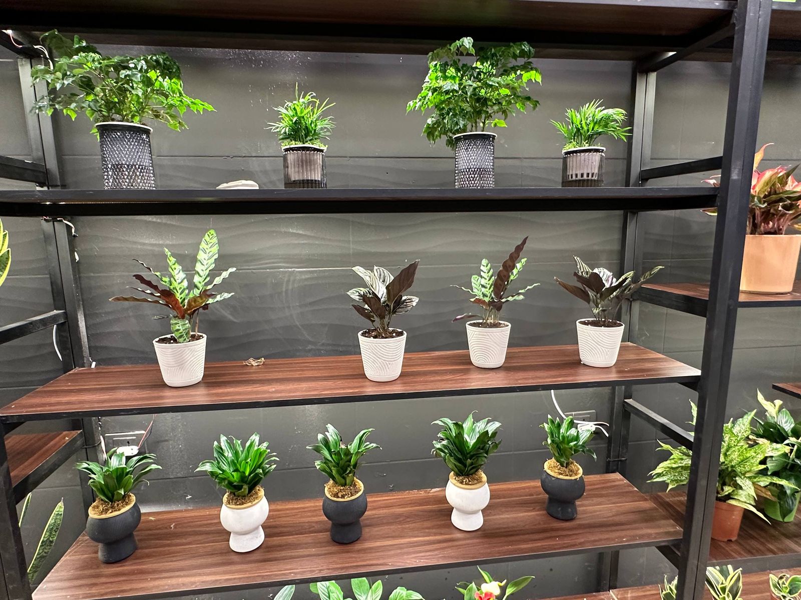 Boutique plant studio interior fit-out