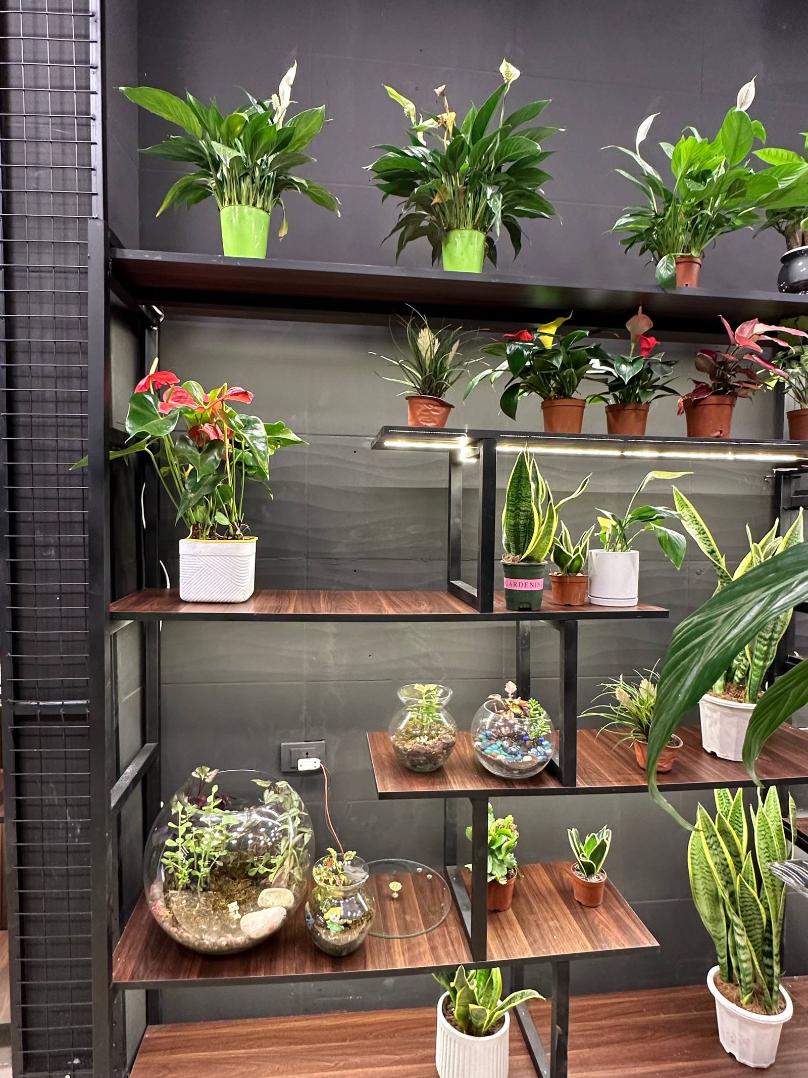 Fully styled indoor plant display after styling