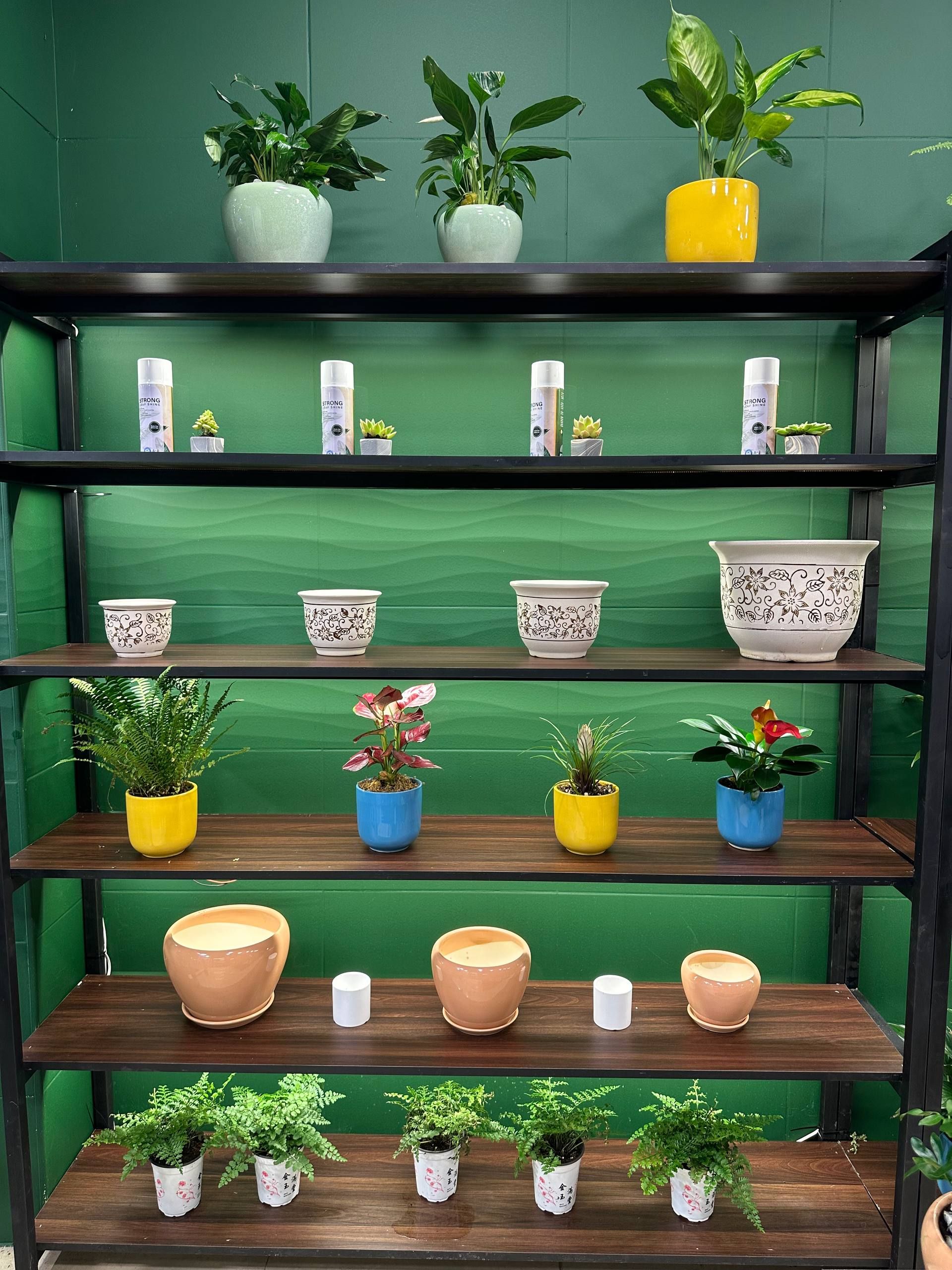Layered indoor plant display at the AgroBerry showroom