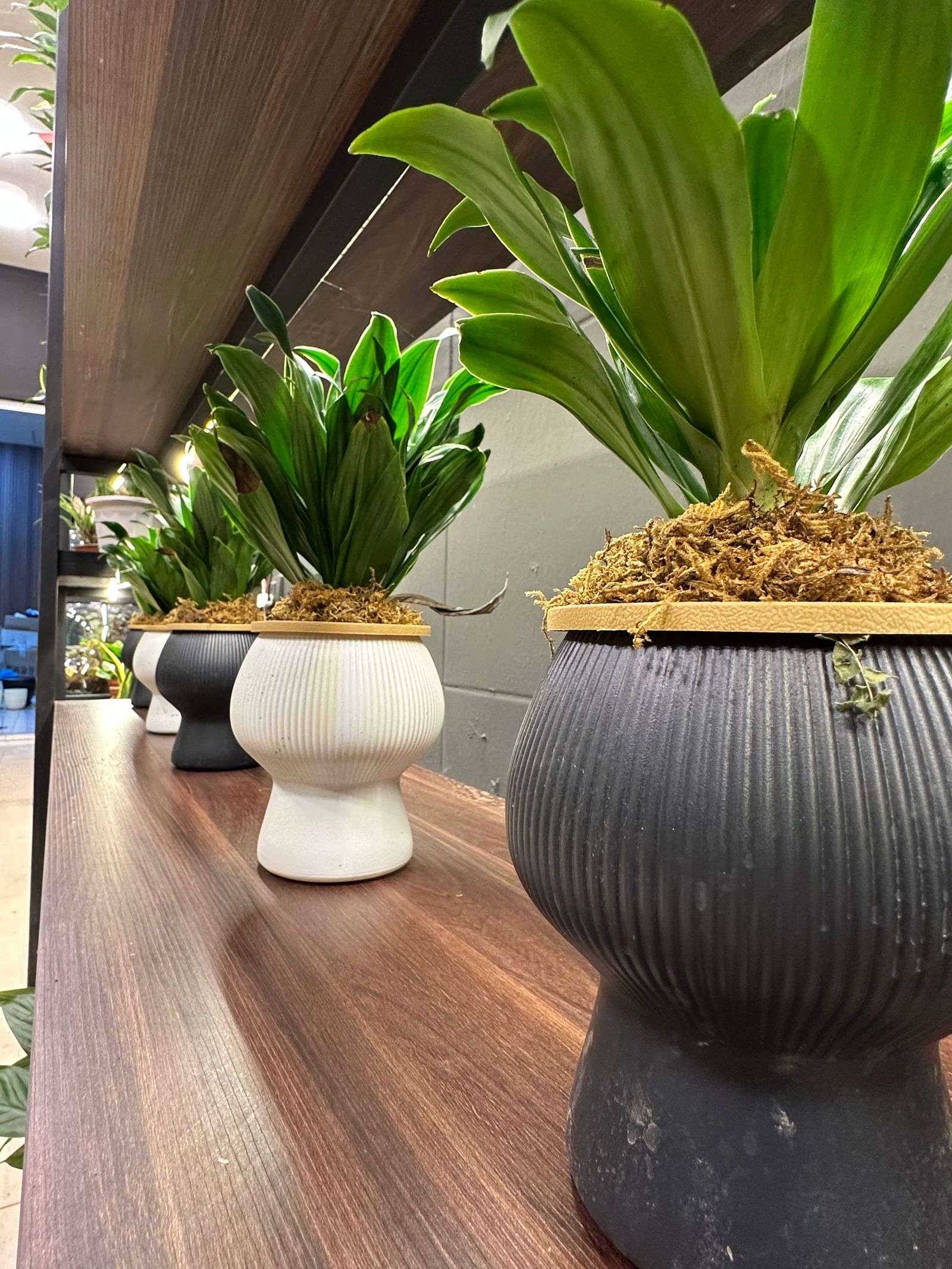 Empty ceramic planters before styling