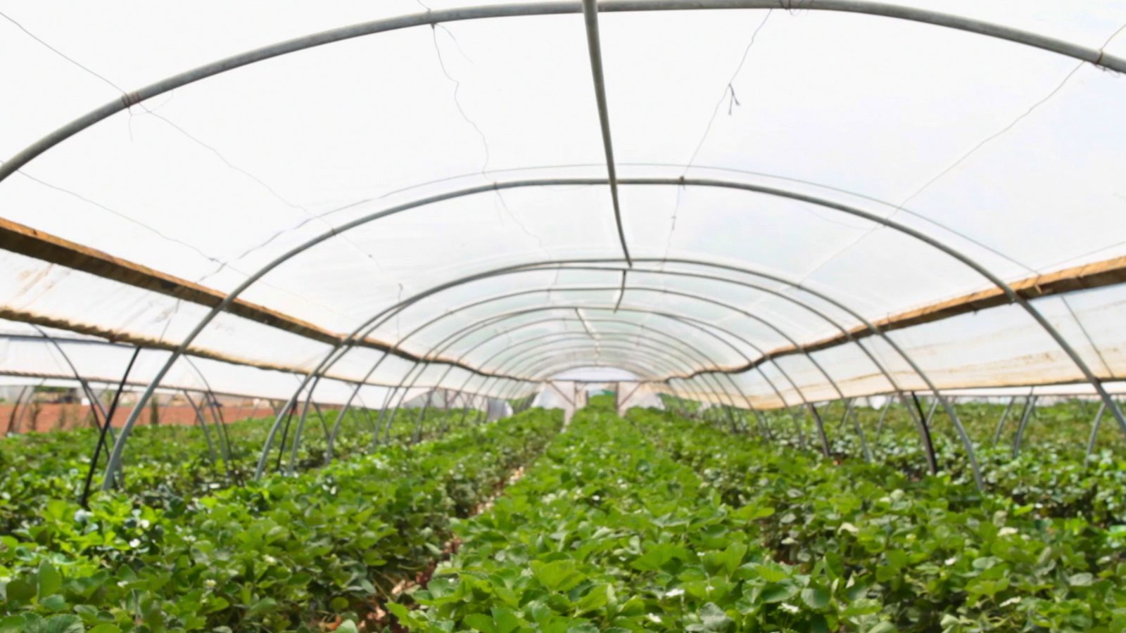 Strawberry greenhouse polytunnel supervised by AgroBerry